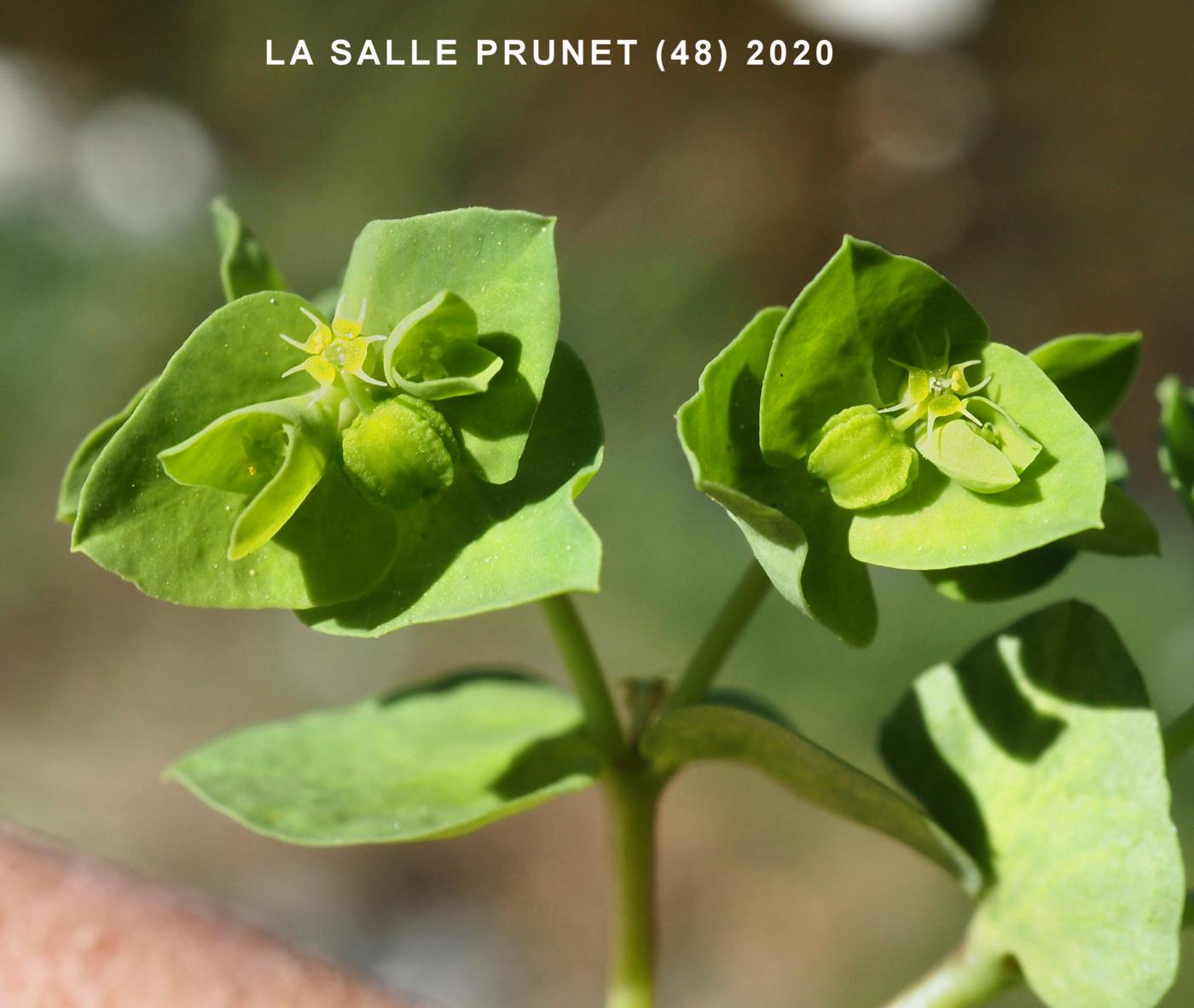 Spurge, Petty fruit